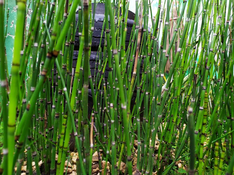 Bamboo Trimming in Ventura County, CA