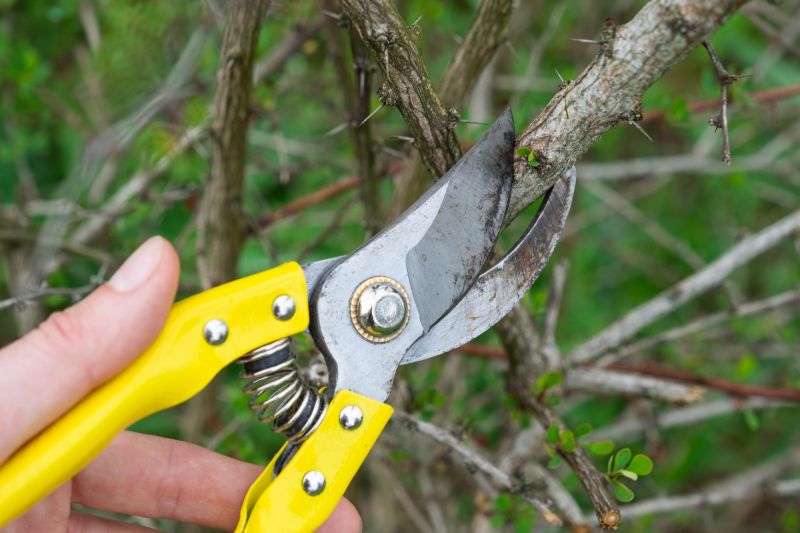 Limbs Removal in Honolulu, HI