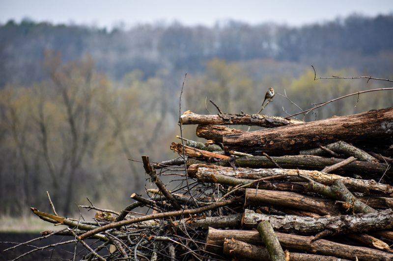Tree Branches Removal in Ventura County, CA