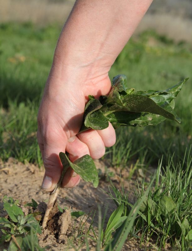 Weeding Service in Rockwall, TX